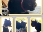 American Curl Kitties Profile