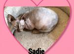 Bambino Sadie Profile