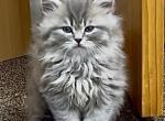 Gray Lion Profile