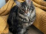 Mariel the Polydactyl Profile
