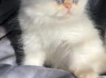 NewBornPersian Profile