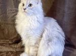 Princess Yue Blue Silver Shaded Maine Coon Kitten Profile