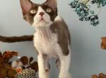 Devon Rex male Chocolate bicolor Profile