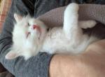 Ragdoll kittens 8 weeks old Profile
