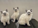 Ragdoll litter Profile