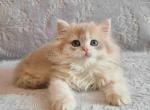 Harmony blue golden shell ay 12 british longhair Profile