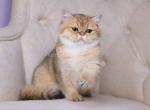 Emily golden shaded ny 11 british shorthair girl Profile