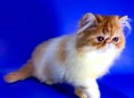Dayana red bicolor baby girl persian exotic Profile
