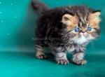 Clyde persian baby boy brown classic tabby Profile