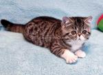 Anfisa exotic shorthair brown tabby bicolor girl Profile