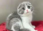 Bentley blue bicolor scottish fold baby boy Profile