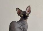 Bambino sphynx female cat Profile