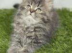 Persian kittens Profile