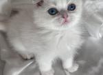 Scottish fold chinchilla point Profile