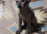 3 months Black elf sphynx Profile