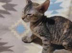 3 months old tabby color sphynx Profile