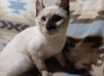 4 months old blue eyes sealed point fuzzy sphynx Profile