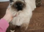 TICA REGISTERED Seal point mitted Male Profile