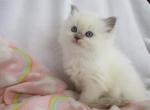 Ragdoll Kitten Female Blue Point Mitted Pet Profile