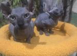 ELF Sphynx  Males Profile