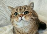 Simba Profile