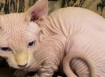 Sphynx kitten female Profile