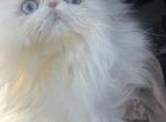 Nesah Blue Eyed Persian Profile
