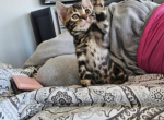Bengal kittens Profile