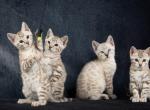 Snow Bengal kittens Profile