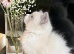 Purebred Male Ragdoll kitten Profile