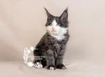 L Litter Females Profile