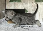 Egyptian Mau Darby Profile