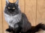 Loki Profile