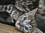 Savannah Kittens with Payment Plans Profile