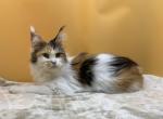 Female Maine coon Profile