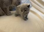 kitten 2 Profile