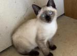 GIRLY Manx Siamese Profile