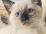 New Year New Beginnings Litter 6 Profile