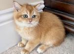 British Shorhair Golden Male Kitten Profile