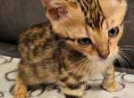 BENGAL KITTENS Profile