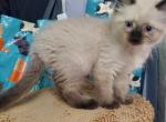 Beautiful seal point balinese kittens ready March Profile