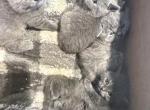 Grey litter Profile