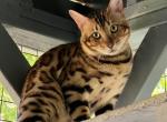 Bengal boy Profile
