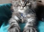 Maine Coon Alva Nilson Profile