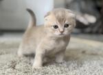 Reservation Open Scottish Fold Female Kitten Profile