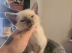 Siamese kittens Profile