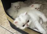 Karmas Beautiful Persian Babies Profile