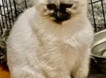 A beautiful Calico Balinese two Profile