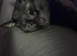 Shadoww Profile