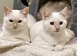 A twin pair of rare Flame point girls Profile
